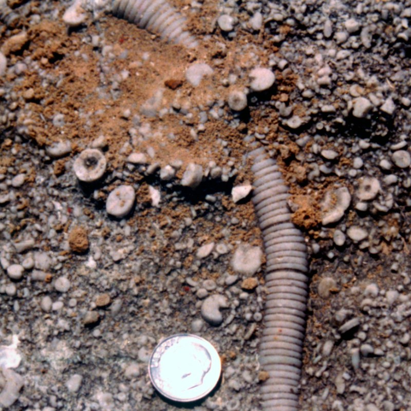 Mo’ Curious: Missouri&nbsp;Rocks!